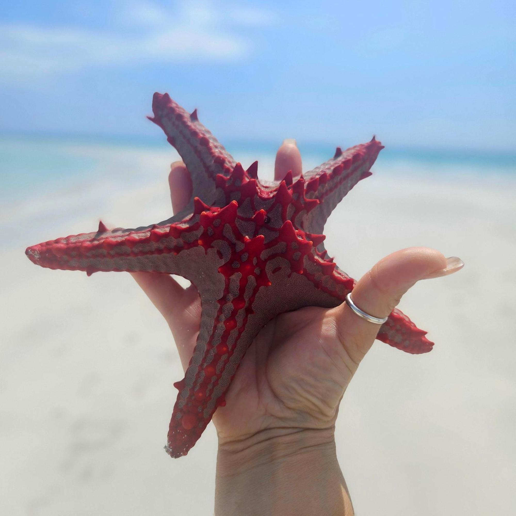 Maharaja Boutique Hotel Zanzibar ウロア エクステリア 写真