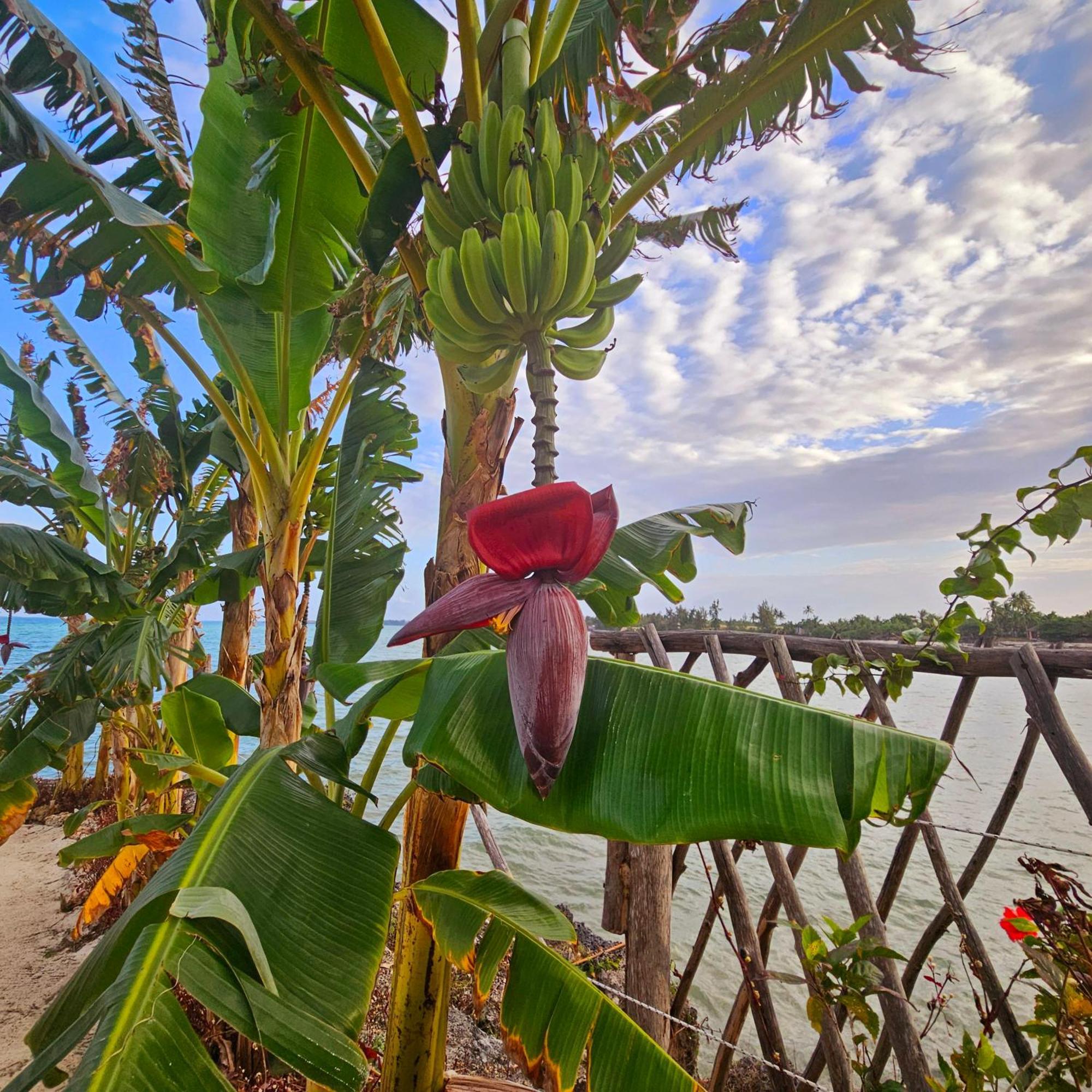 Maharaja Boutique Hotel Zanzibar ウロア エクステリア 写真
